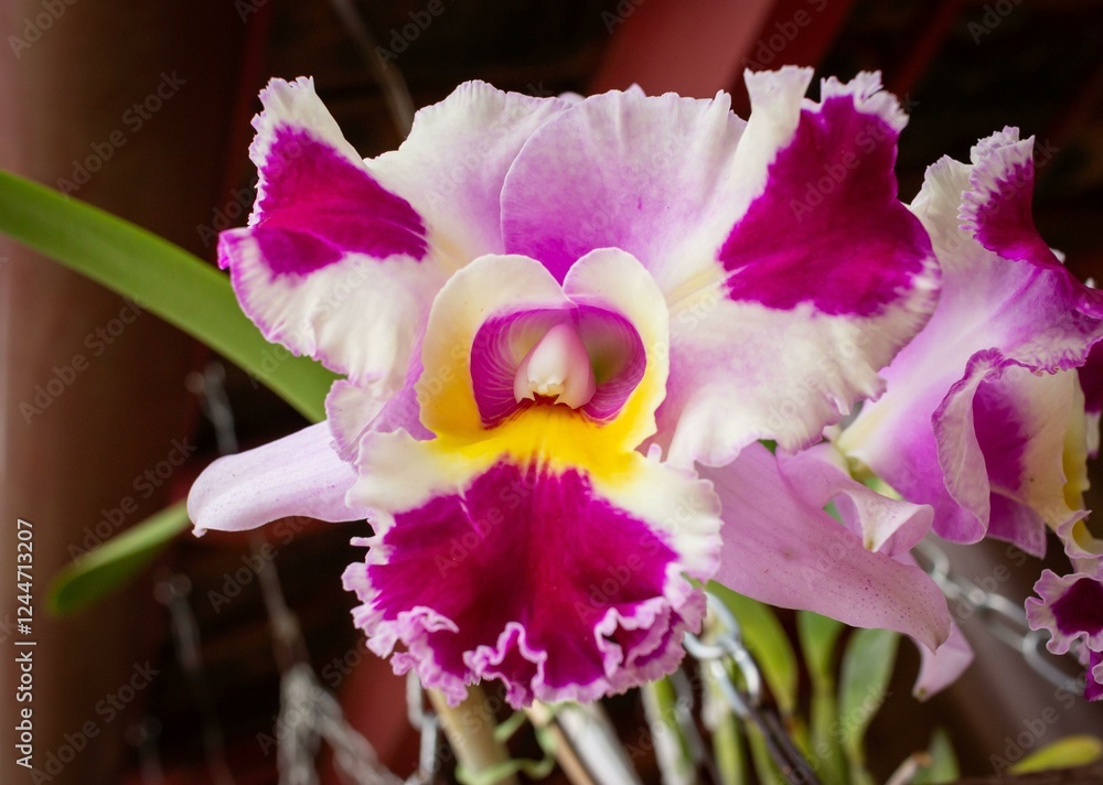 Naklejka premium Orchid