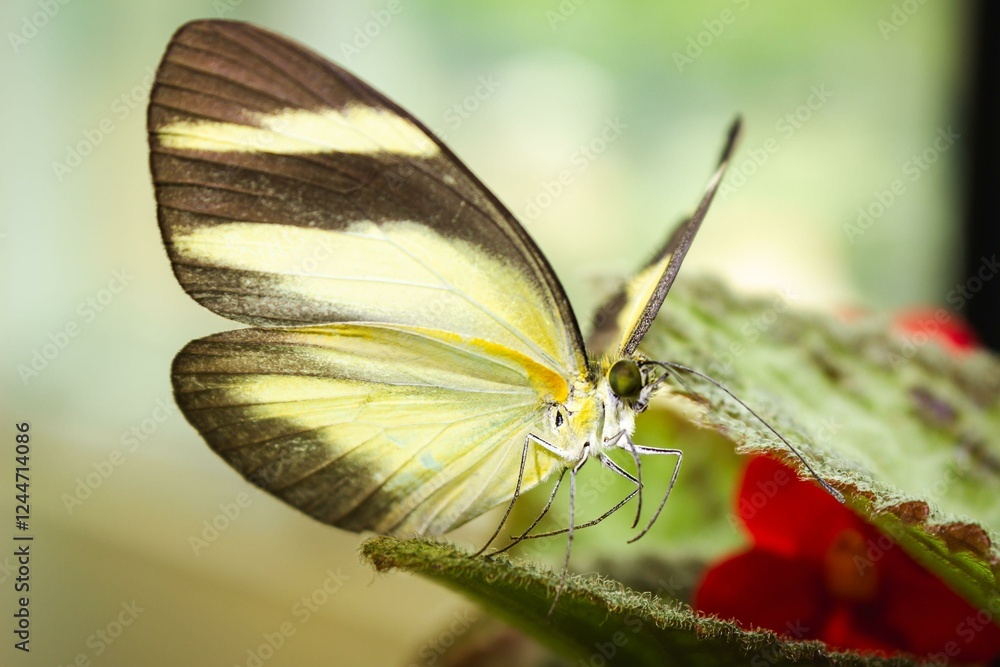 Fototapeta premium Butterfly