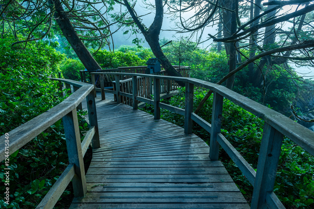 Elevated boardwalk through an Ancient Forest in the mist, Pacific Rim national park, Vancouver Island, Canada. Elevated boardwalk through an Ancient Forest in the mist, Pacific Rim national park, Vancouver Island, Canada.