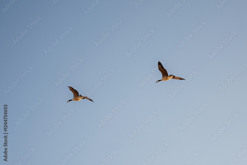 birds (geese) flying in the sky above a lake in rural Kansas birds (geese) flying in the sky above a lake in rural Kansas
