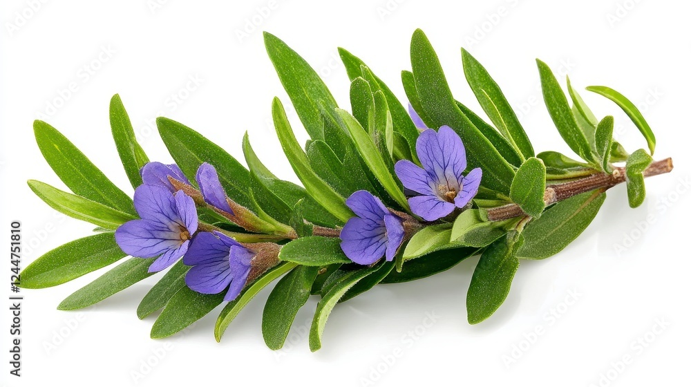 Fototapeta premium Vibrant Purple Flowers and Lush Green Leaves on White Background