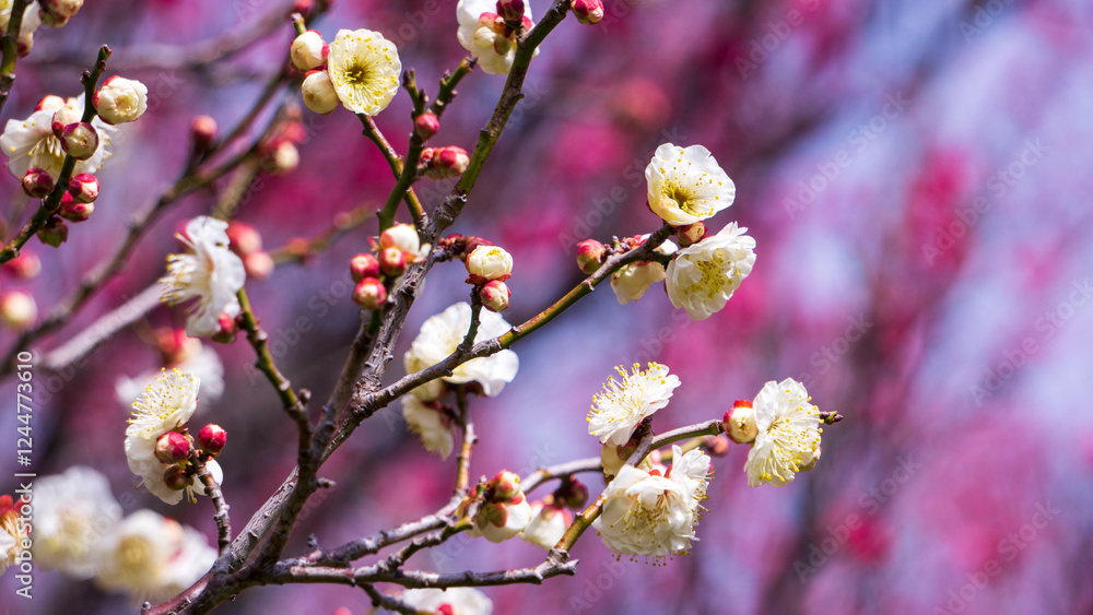 美しい白い梅の花 美しい白い梅の花