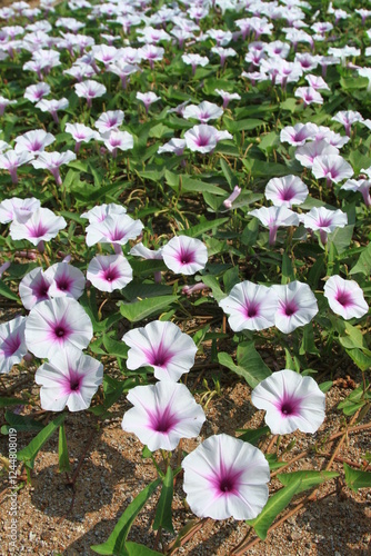 Ipomoea Aquatica, widely known as water spinach, is a semi-aquatic, tropical plant grown as a vegetable for its tender shoots.
It grows abundantly near waterways and requires little to no care.