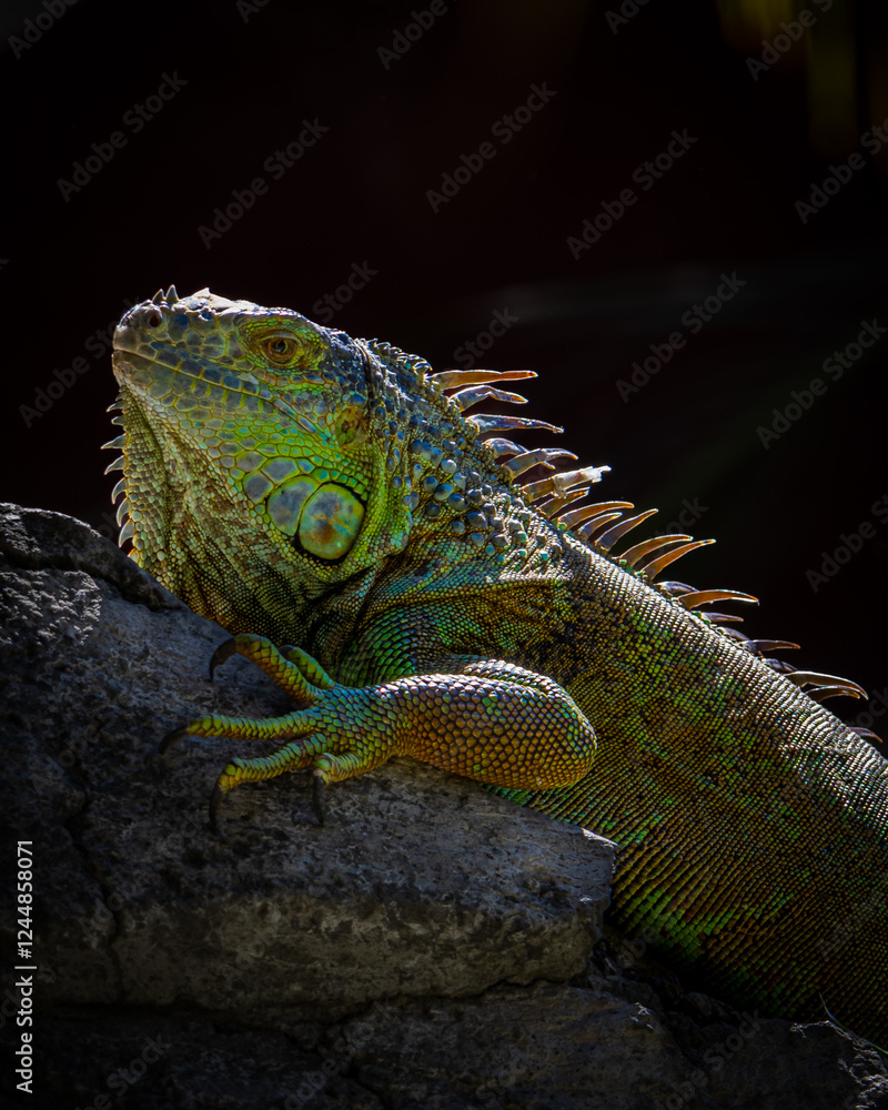 Obraz premium iguana on a tree