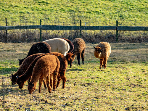 Alpakas grasen auf einer Weide photo