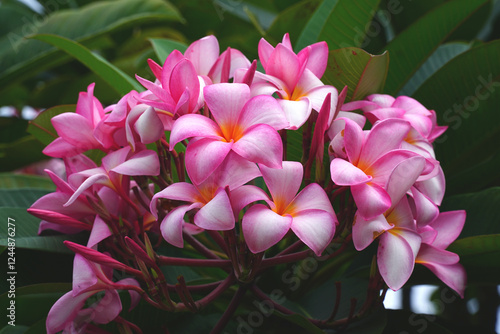 Bright pink to yellow-orange flowers of the Plumeria Obtusa tree in February.  Blossoming frangipani in the tropical Senador Jefferson Peres Park in downtown Manaus, Amazonas, Brazil.