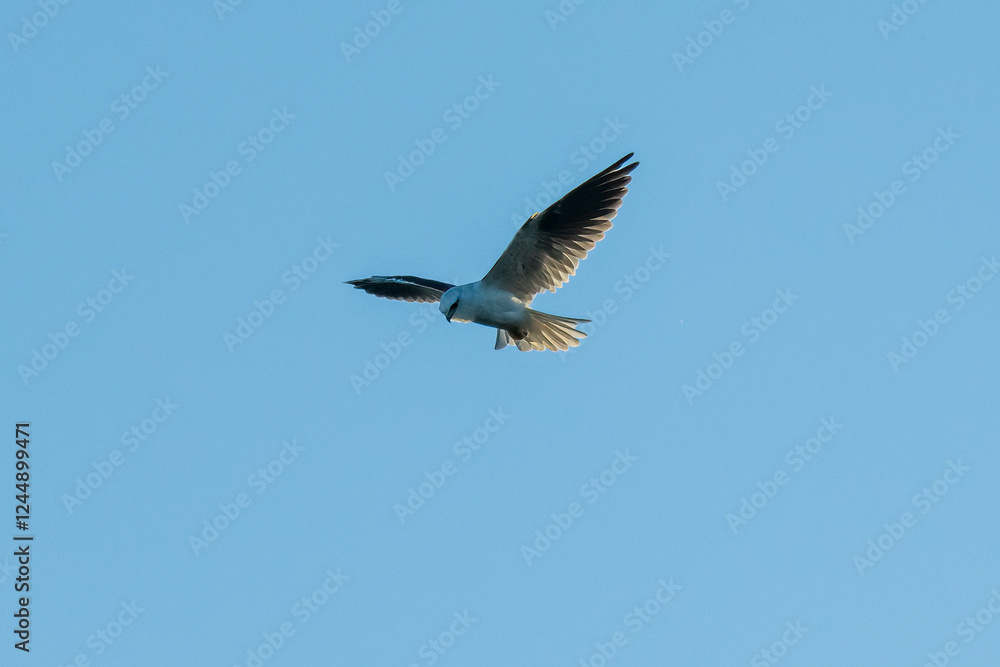 Obraz premium Black-shouldered kite hovering in the early evening blue sky
