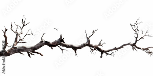 Gnarled, Weathered Tree Bra...