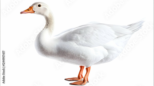 White Goose Standing Gracef...
