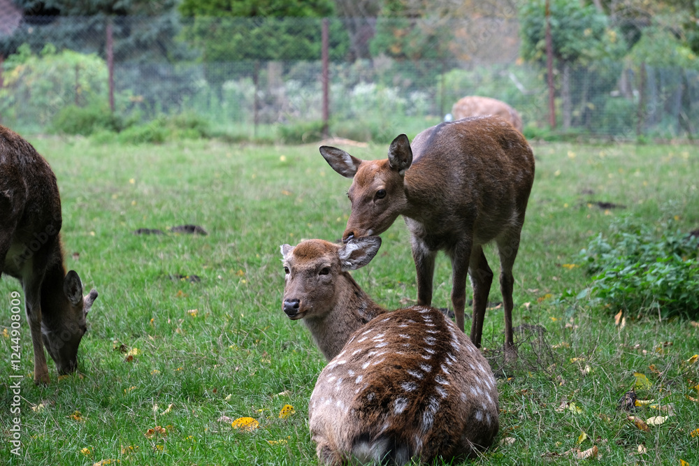 Fototapeta premium Two deer observed in a tranquil meadow filled with greenery, one gently nuzzling the other as the colorful leaves hint at autumn's arrival in a wildlife sanctuary.