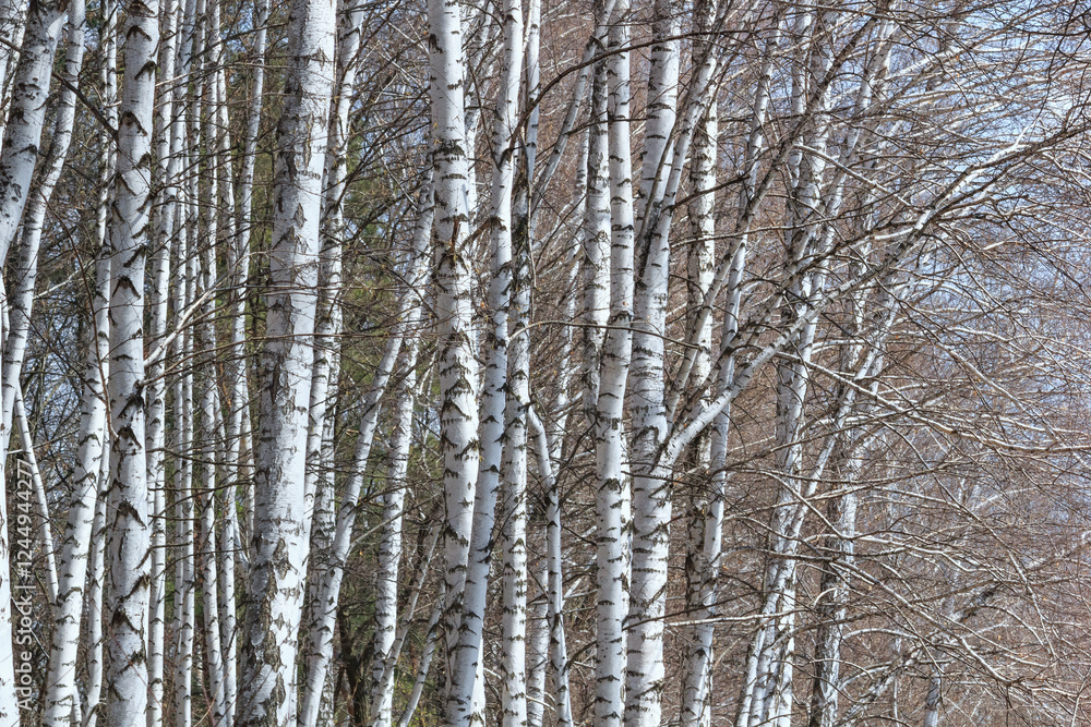 Birch grove with young foliage on a sunny spring day, landscape banner