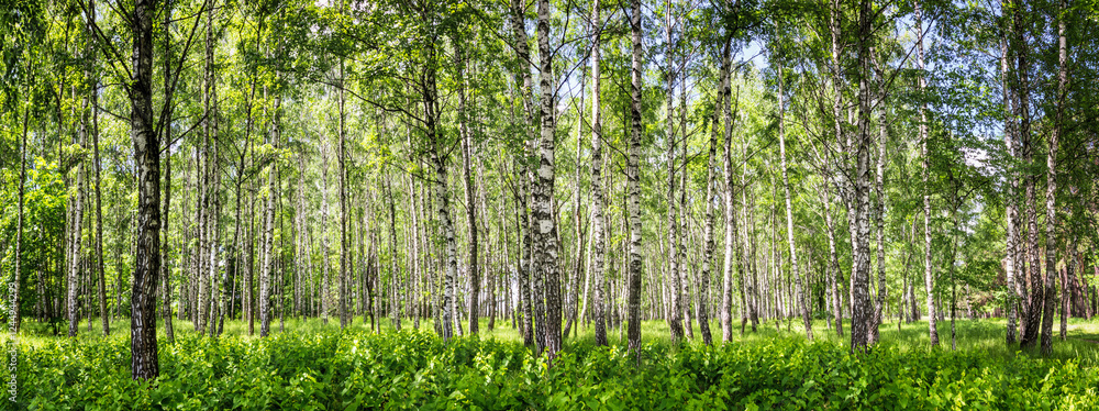 Birch grove on a sunny summer day, landscape banner, huge panorama