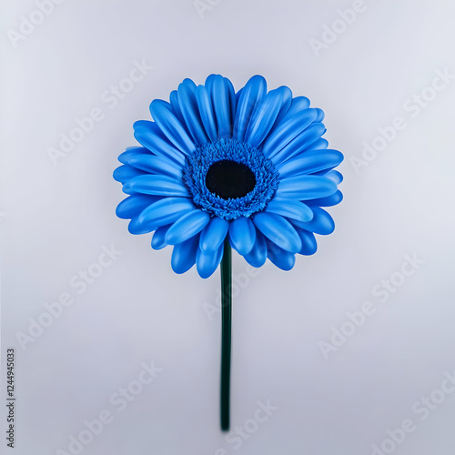 Vibrant Blue Gerbera Daisy ...