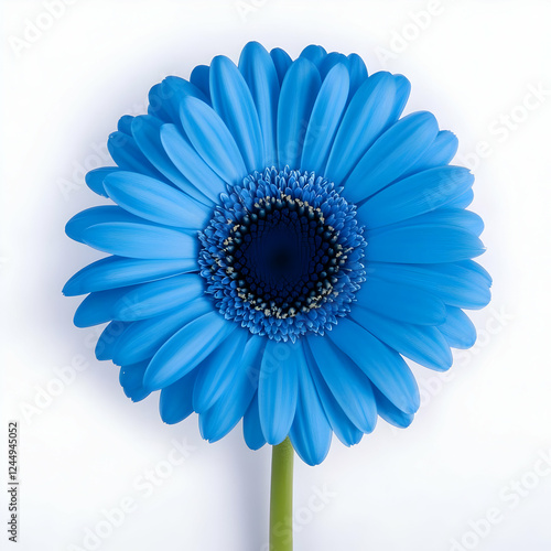 Single Vibrant Blue Gerbera...