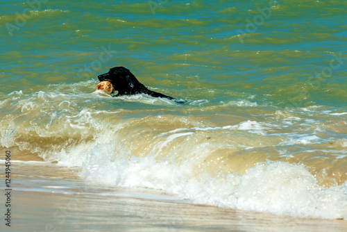 Energy, freedom and pure joy in a paradisiacal scene of a dog playing on the beach in front of the sea. Vibrant image that captures the essence of outdoor life and connection in the scene photo