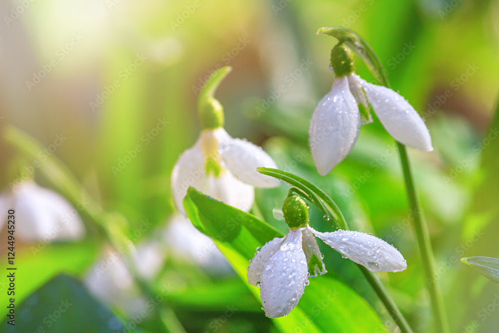 Beautifull snowdrops - blooming white flowers in early spring in the forest, closeup with space for text