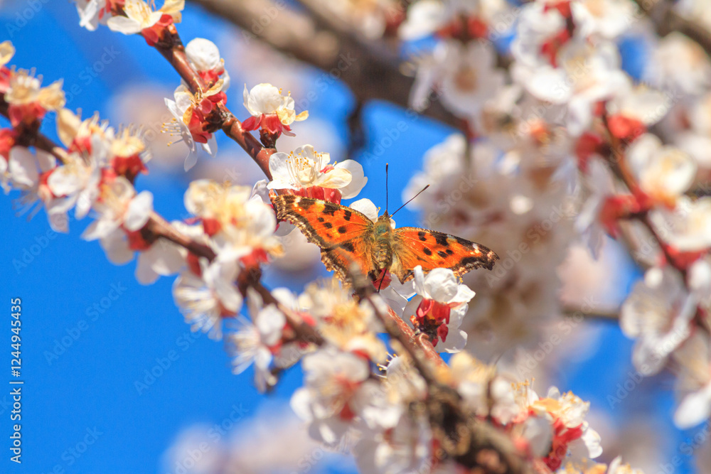 Spring background - flowers of apricot tree with the butterfly small tortoiseshell on the background of a blooming garden, closeup