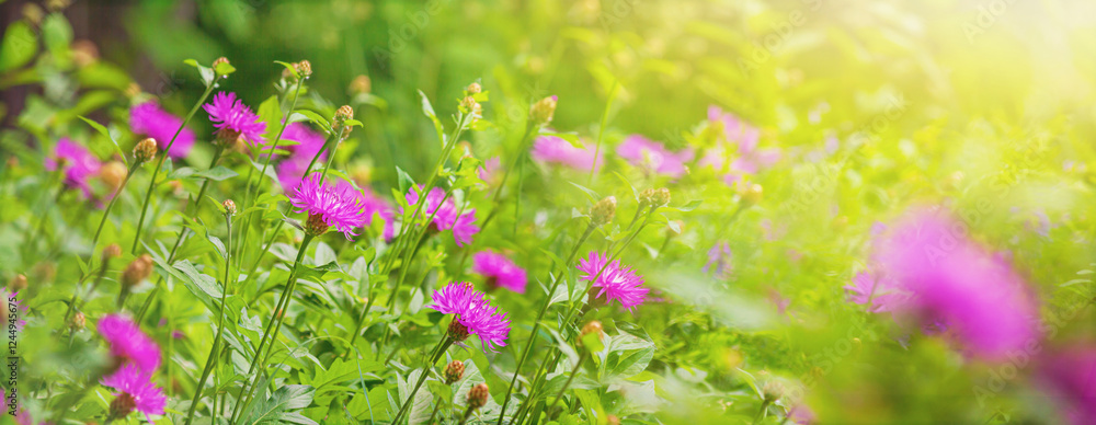 Close-up view of a blooming knapweed or centaurea jacea in a spring meadow. Horizontal background, banner with copy space for text