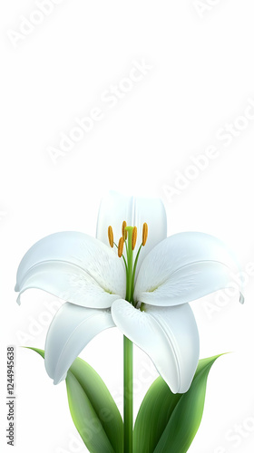 White Lily Flower Blooms Be...