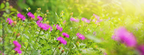 Obraz na płótnie Close-up view of a blooming knapweed or centaurea jacea in a spring meadow. Horizontal background, banner with copy space for text w salonie