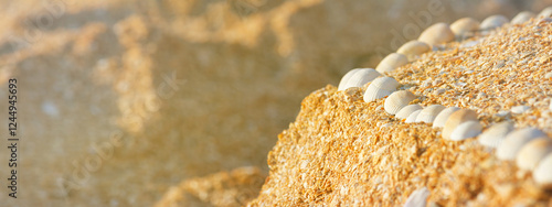 Summer natural background - seashells on the sand on the shore of the sea beach. Horizontal banner with copy space for text