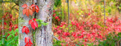 Autumn landscape, banner - a view of the foliage of the virgin ivy climbing the tree trunk in the rays of the sun. Horizontal background with copy space for text
