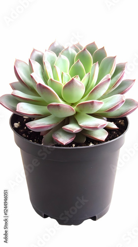 A Succulent Plant sits in a...