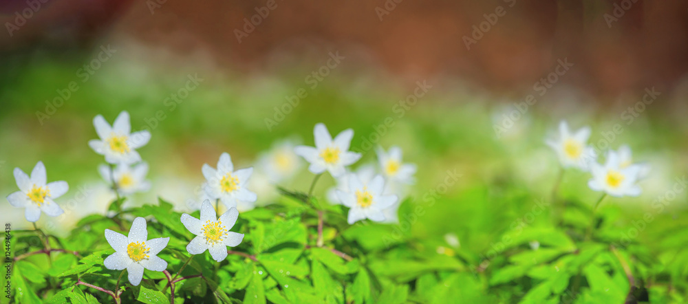 Spring landscape, banner, panorama - view of the anemone nemorosa in the spring forest in the rays of the sun