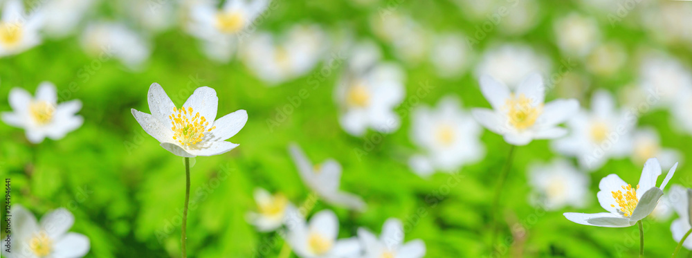 Spring landscape, banner, panorama - view of the anemone nemorosa in the spring forest in the rays of the sun. Horizontal background with copy space for text