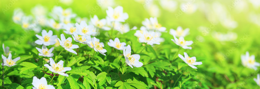 Spring landscape, banner, panorama - view of the anemone nemorosa in the spring forest in the rays of the sun. Horizontal background with copy space for text