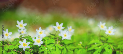 Spring landscape, banner, panorama - view of the anemone nemorosa in the spring forest in the rays of the sun