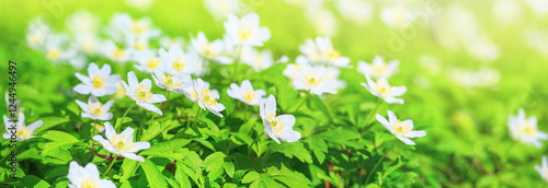 Obraz na płótnie Spring landscape, banner, panorama - view of the anemone nemorosa in the spring forest in the rays of the sun. Horizontal background with copy space for text w salonie