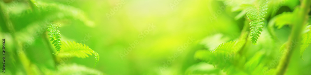 Green fern leaf with dew in the morning spring forest, selective focus. Horizontal blurred banner with copy space for text