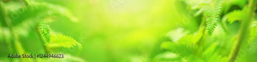 Obraz na płótnie Green fern leaf with dew in the morning spring forest, selective focus. Horizontal blurred banner with copy space for text w salonie