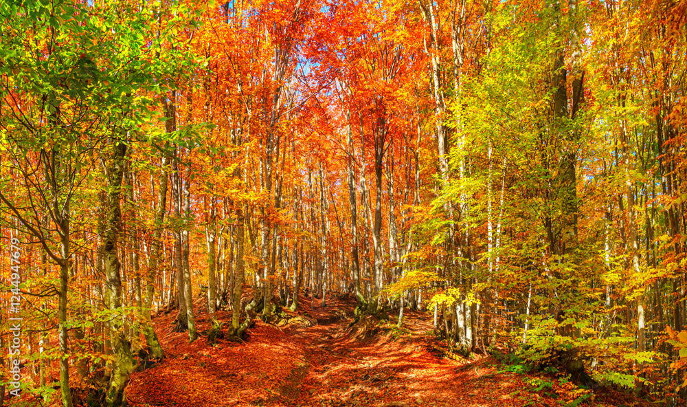 Autumn landscape - view of a forest road in the autumnal mountain beech forest, Carpathians, Ukraine