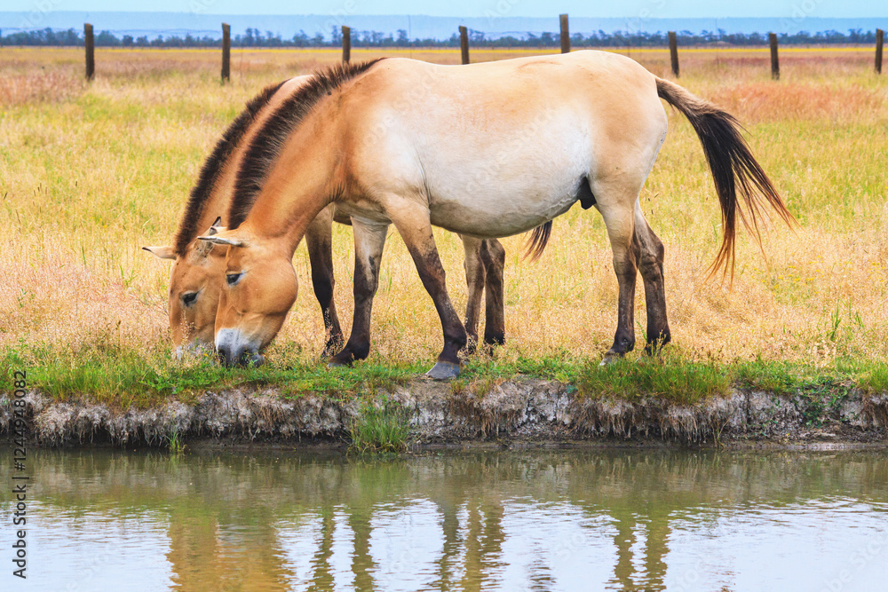 Summer landscape - view of two of Przewalski's horses grazing near a reservoir in the dry steppe, Ukrainian nature reserve Askania-Nova, Ukraine