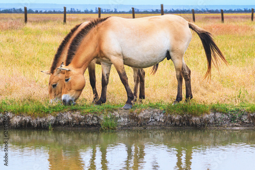 Obraz na płótnie Summer landscape - view of two of Przewalski's horses grazing near a reservoir in the dry steppe, Ukrainian nature reserve Askania-Nova, Ukraine w salonie