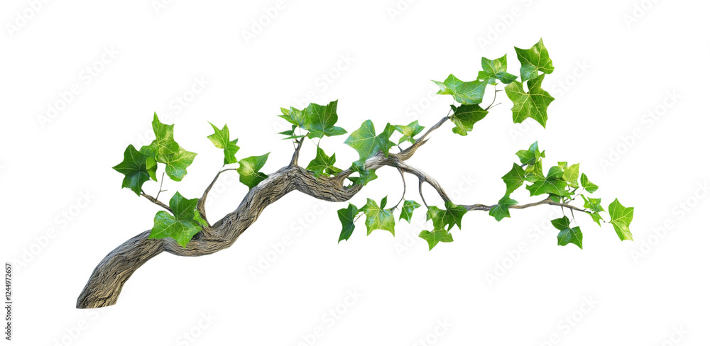 Obraz premium A Beautifully Detailed Ivy Branch with Lush Green Leaves Displaying Nature's Elegance, Isolated on Transparent and White Background