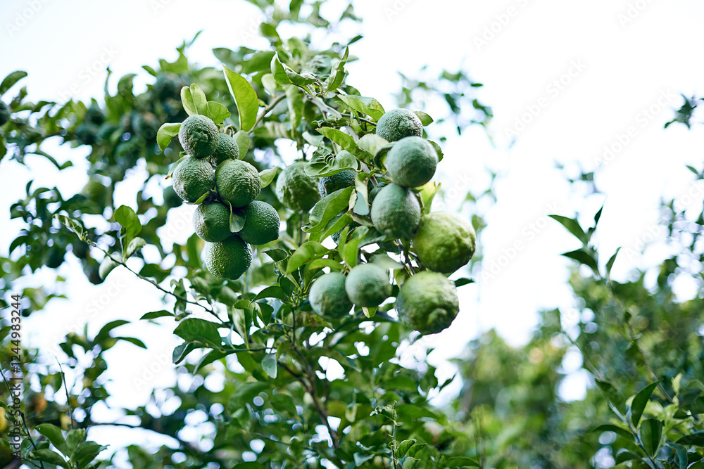 Agriculture, farming and trees with limes for growth, crops harvest and organic produce in orchard. Garden, sustainability or plants with lemon fruits for ecology, nutrition or healthy food in nature Agriculture, farming and trees with limes for growth, crops harvest and organic produce in orchard. Garden, sustainability or plants with lemon fruits for ecology, nutrition or healthy food in nature