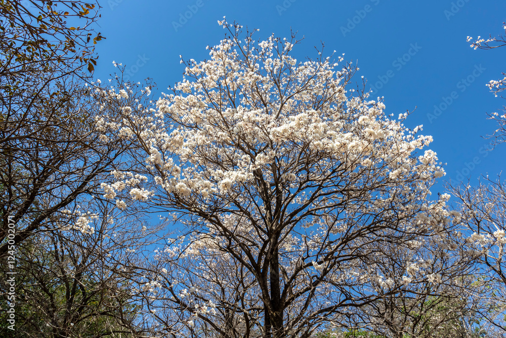 Ipes white tree flowering grove in Brazil Ipes white tree flowering grove in Brazil