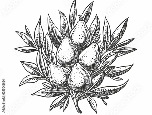 Detailed Sketch of Almond B...