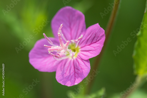 rose evening primrose photo