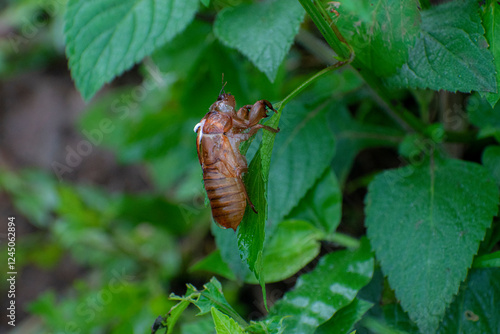 Fotografía A Cicada exuviae clinging to the leaf, the exoskeleton or skin that remains after the molting process in cicada evolution