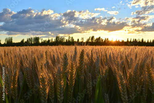 Golden Wheat Field Bathed i...