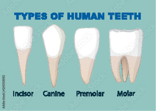 Illustration of Human Teeth Types