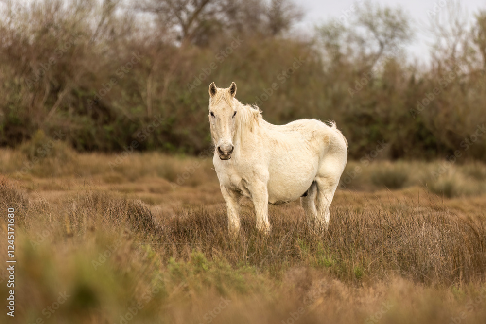 Camargue horses at the countryside of the Camargue, france, in early spring Camargue horses at the countryside of the Camargue, france, in early spring