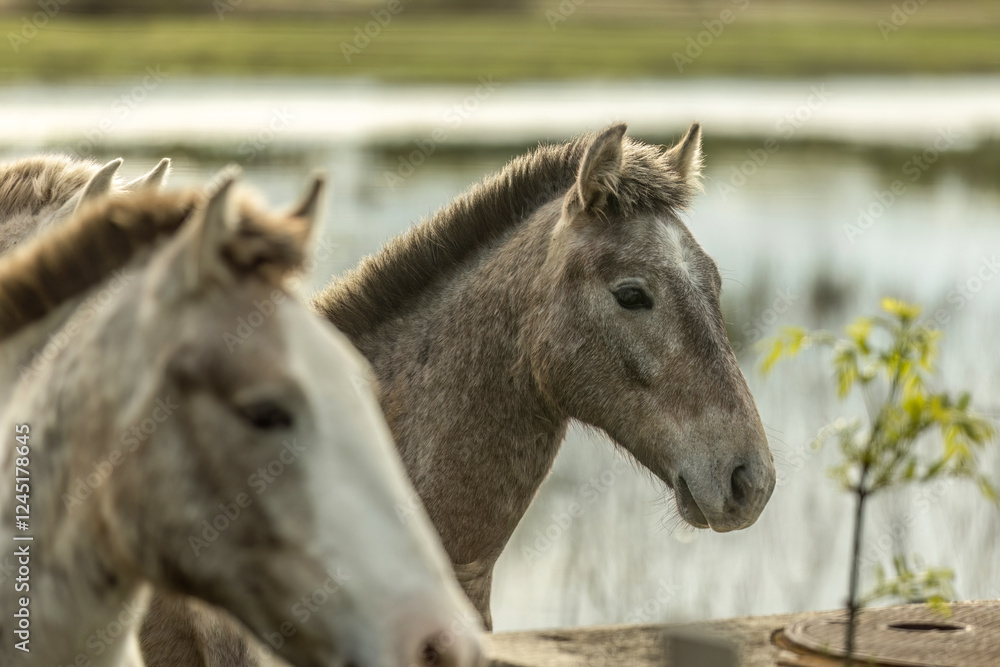 Camargue horses at the countryside of the Camargue, france, in early spring Camargue horses at the countryside of the Camargue, france, in early spring