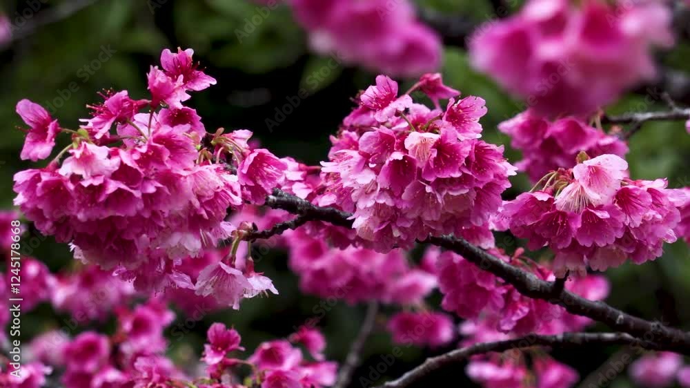 寒緋桜、緋寒桜、奄美大島 寒緋桜、緋寒桜、奄美大島