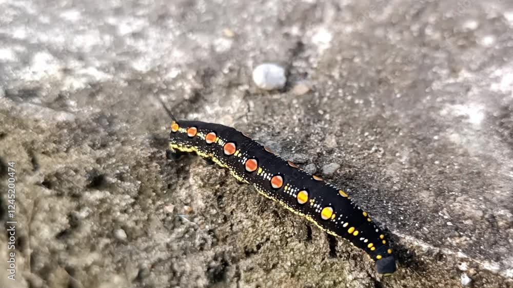 In its natural process, the caterpillar looks for a place to become a cocoon and then becomes a beautiful butterfly. In its natural process, the caterpillar looks for a place to become a cocoon and then becomes a beautiful butterfly.