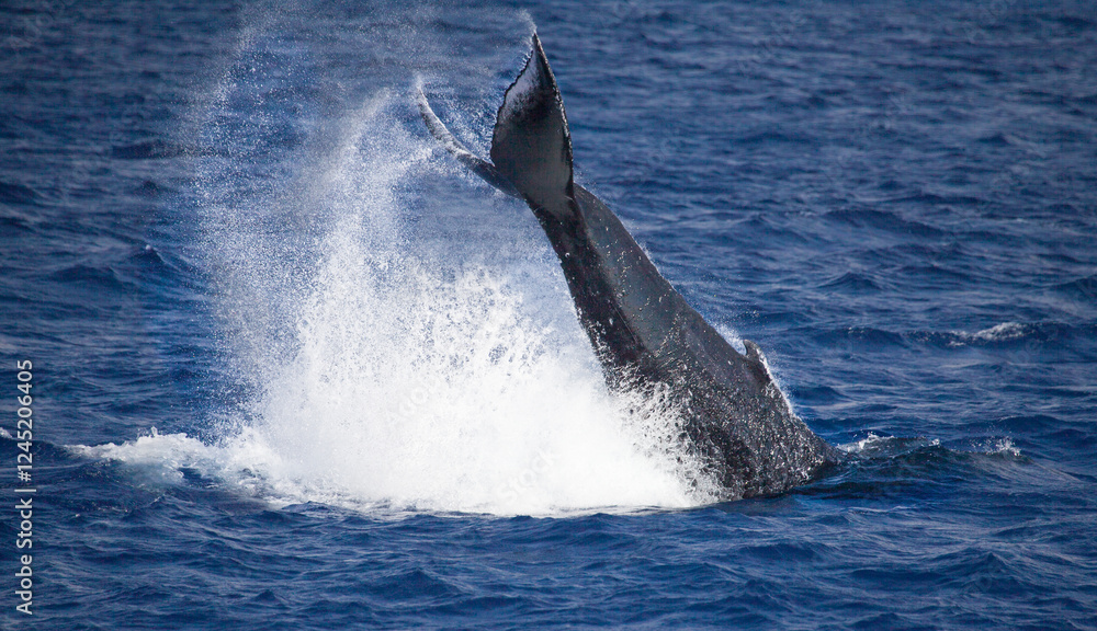 Fototapeta premium A humpback whale throws its tail out of the water in a dynamic behavior called a peduncle throw
